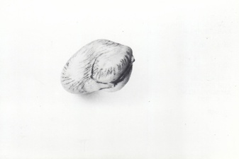 GUISEPPE PENONE. KABINETT FÜR AKTUELLE KUNST, BREMERHAVEN. 26.4. - 18.5.1980 [INVITATION CARD/ EINLADUNGSKARTE]
