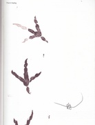 Petrit Halilaj. [Köln, Bonn, Sankt Gallen, 2015] mit Orig. Stempelarbeit, signiert.