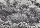 Fritz Steinkellner. Zeichnungen 1984 - 1985