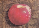 DONN MOULTON. Pommes 1975. laques sur fibres de verre. [Einladungskarte/ invitation card]