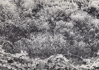 Fritz Steinkellner. Zeichnungen 1984 - 1985